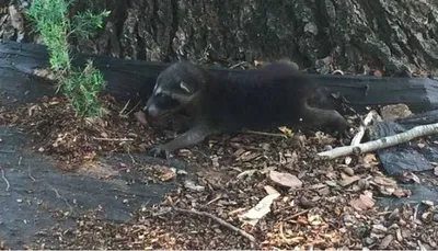 Screen Shot 2018 09 03 At 2.22.13 Pm