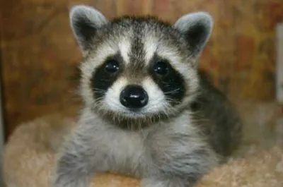 Screen Shot 2018 09 03 At 2.23.42 Pm