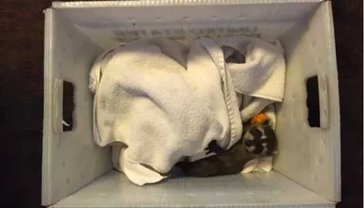 Screen Shot 2018 09 03 At 2.25.57 Pm