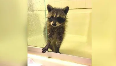 Screen Shot 2018 09 03 At 2.26.44 Pm