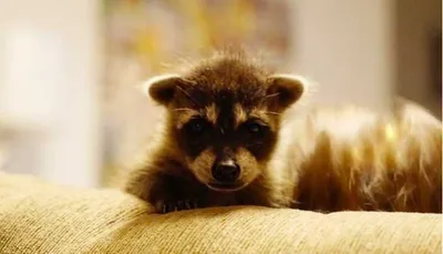 Screen Shot 2018 09 03 At 2.27.20 Pm