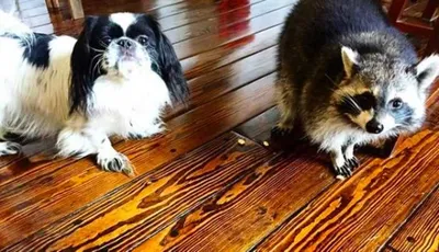 Screen Shot 2018 09 03 At 2.29.27 Pm