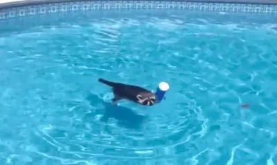 Screen Shot 2018 09 03 At 2.30.09 Pm