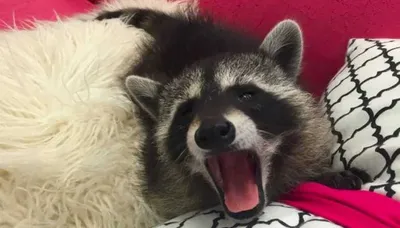 Screen Shot 2018 09 03 At 2.36.08 Pm