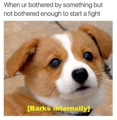 Funny Barks Eternally