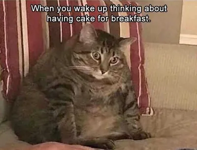 Funny Cake For Breakfast