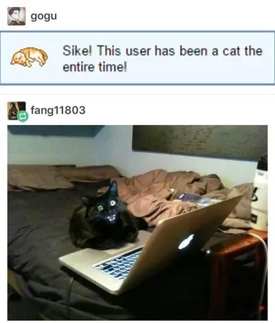 Funny Cat Entire Time