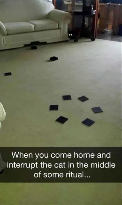 Funny Cat Ritual