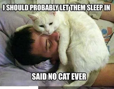 Funny No Cat Ever