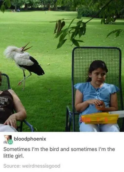 Funny Sometimes Bird
