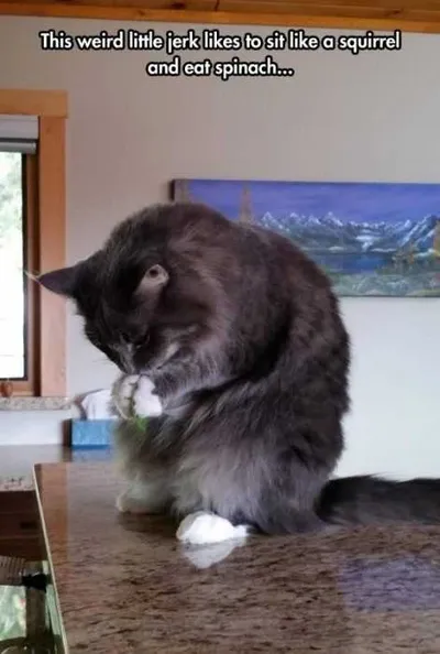 Funny Spinach Squirrel