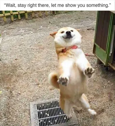 Funny Stay Right There