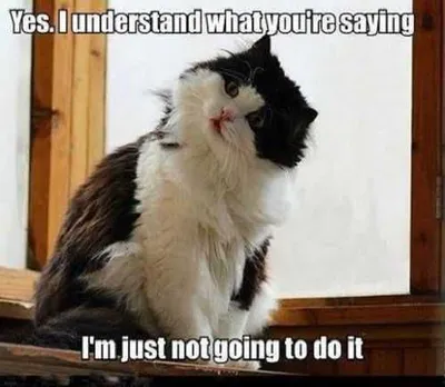 Funny Understand Not