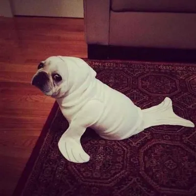 Sealcostume