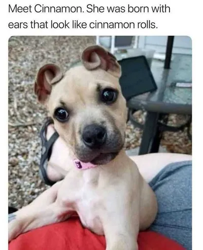 Funny Cinnamon Rolls