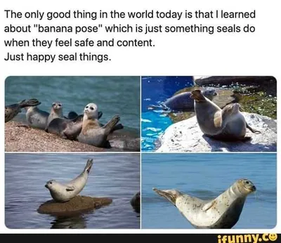Funny Happy Seal