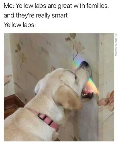 Funny Lab Rainbow