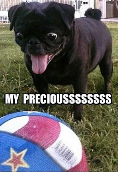 Funny Preciois Pug