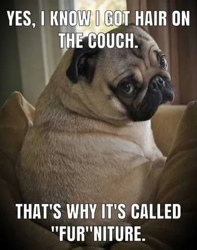Funny Pug Furniture