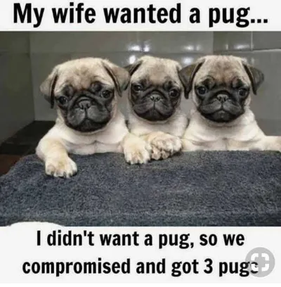 Funny Wife Wanted Pug