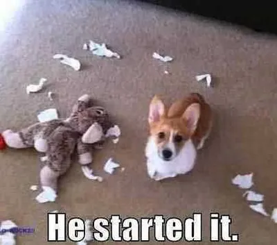 Funny Corgi Started