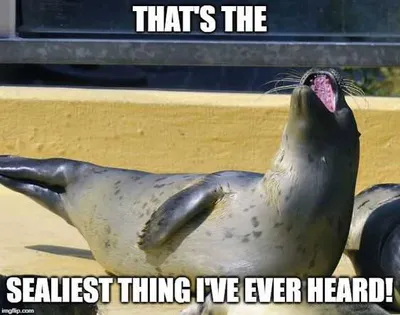 Funny Sealest Thing