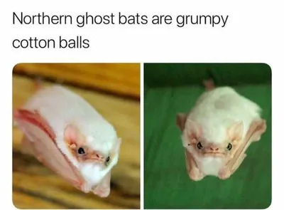 Animal Grumpy Cotton