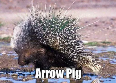Animal Porcupine