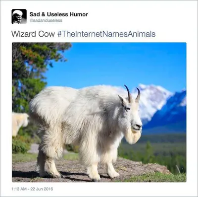 Animal Wizard Cow 2