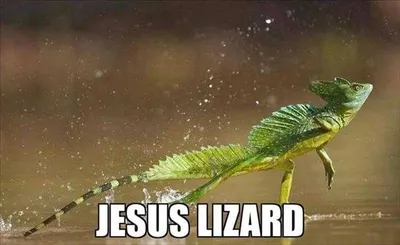 Animal Wizard Lizard
