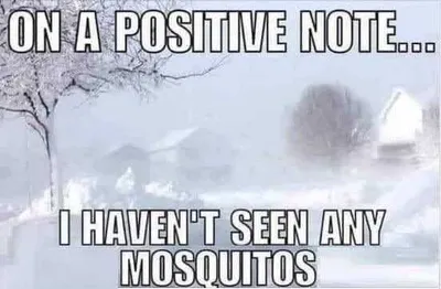 Funny Snow Mosqutiso