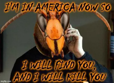 Murder Hornet Meme Showing A Murder Hornet Saying He's In America Now And He Will Find And Kill You
