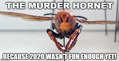 Meme Featuring A Murder Hornet Captioned With Because 2020 Wasn't Fun Enough Yet