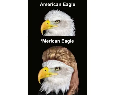 American Eagle Vs 'Merican Eagle With Karen Hair