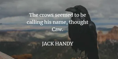Quote Crow