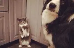 A Cat Sitting Next To A Dog