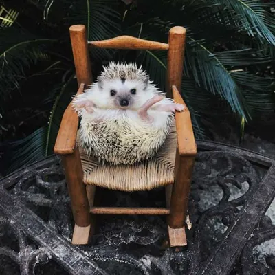 Cute Hedge Hog Rolled Up In Its Own Rocking Chair