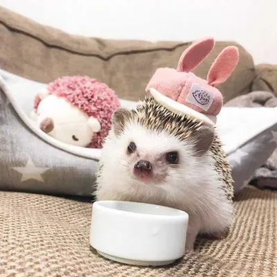 Another Cute Picture Of A Hedge Hog Wearing Rabbit Ears