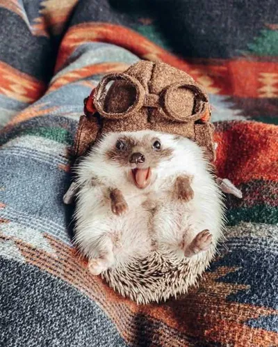 Cute Hedgehog Pic Showing A Hedgehog Wearing Retro Aviation Goggles With Hat With Its Tongue Sticking Out