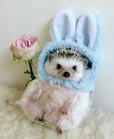 Cute Picture Of A Hedge Hog Wearing Rabbit Ears