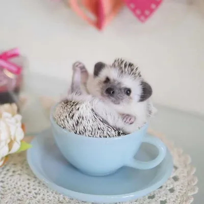 Cute Picture Of A Hedgehog In A Teacup