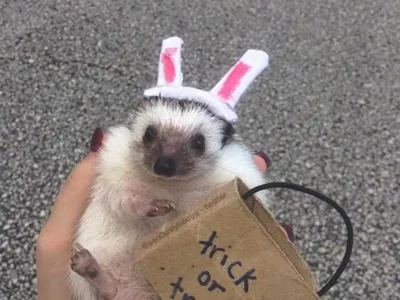 Hedgehog Dressed Up As A Rabbit Out Trick Or Treating