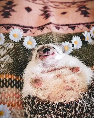 Hedge Hog Lying On Carpet With Cute Grin On Its Face