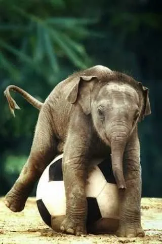 07694Ae177C4A7Ac57E341B7C330C6A7 Cutest Baby Animal Pictures Baby Elephant