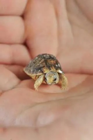 245B89273C97Ba8B16E24907Cddf3D94 Cute Baby Animal Pictures Baby Turtle