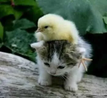 717B5A80Eab677245B3D9Cd814645Eaa Cutest Baby Animals Chick On Kitten