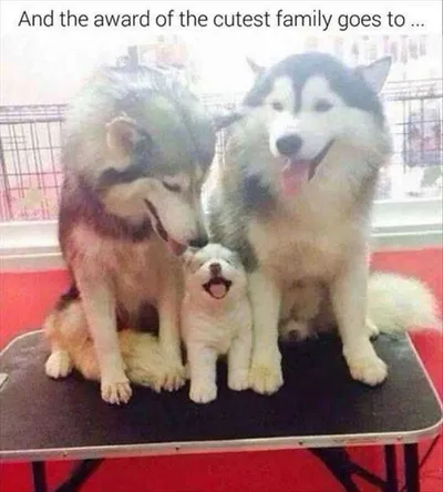 Baby-Animal-Husky-Family Cutest Baby Animal Pictures Baby Husky