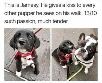 Baby-Animal-Jamesy-Kisses Cute Baby Pet Pictures Baby Puppy