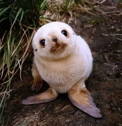 Bc58C09E33Ac342969F961Dba667B26D Cute Baby Animal Pictures Baby Seal