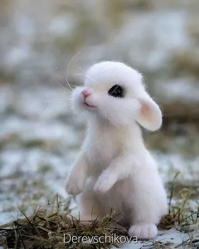 Bf87F558407E38Fcfe4E6F71C93E5Ef6 Cute Baby Rabbit Pictures Baby Bunny